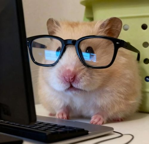 Hámster con gafas mirando el ordenador