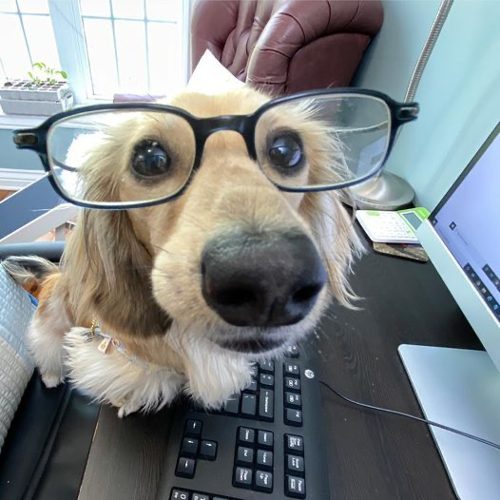 Perro con gafas delante del ordenador