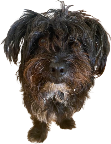 Oli, la perrita jefa de La Marimoños