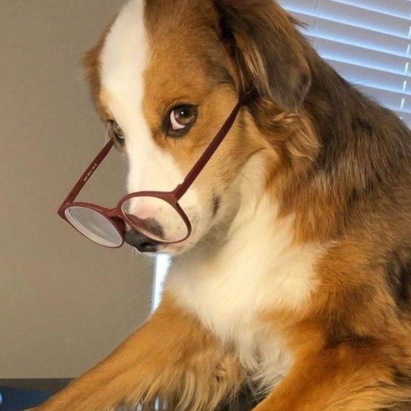 Perrito con gafas leyendo un libro